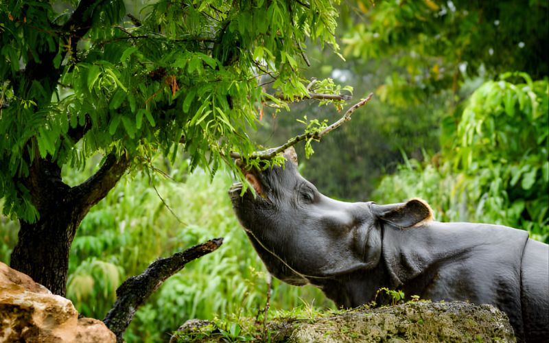 Wild Rhythms of Kaziranga